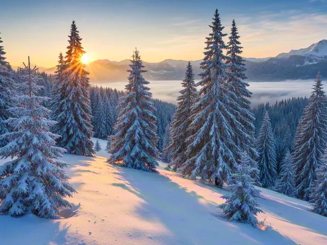 Snow-covered trees at sunrise in winter forest