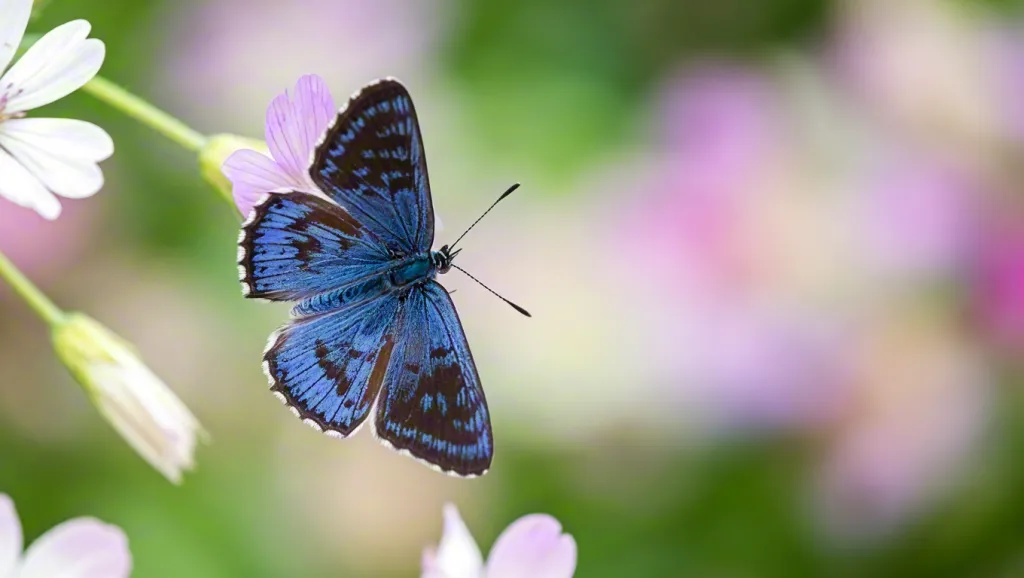 Blue butterfly on flowers – macro nature photography