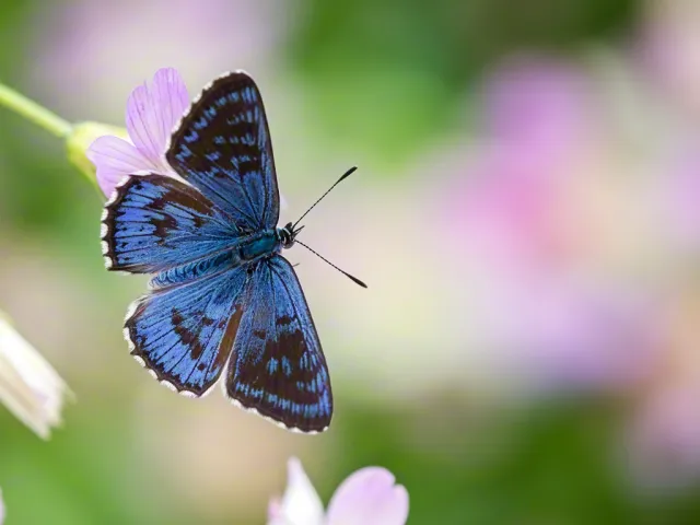 Blue butterfly resting on colorful flowers with soft background