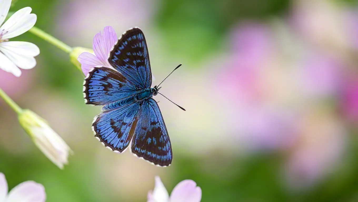 Blue butterfly resting on colorful flowers with soft background