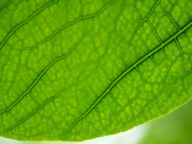 Close-up macro photo of green leaf surface showing natural vein patterns