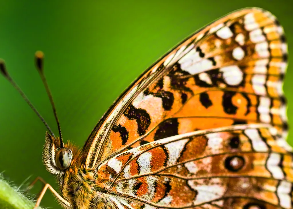 Macro Close-Up of Orange Butterfly on Green Leaf