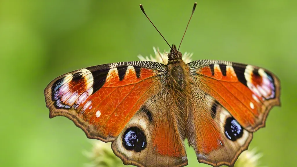 Macro Close-Up of Peacock Butterfly