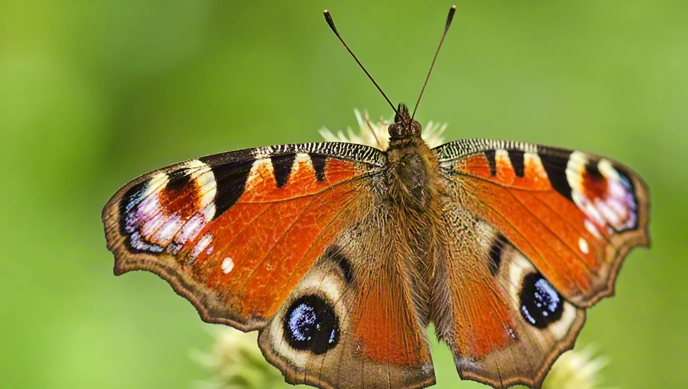 Detailed macro photograph of butterfly on green background