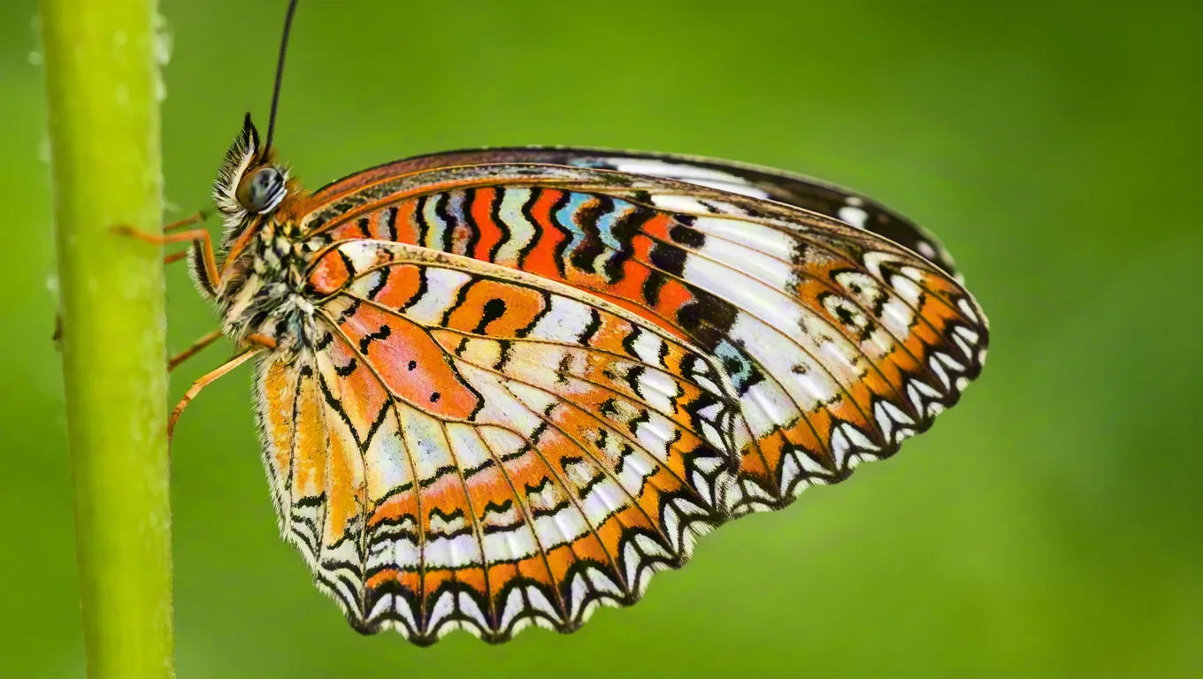 Close-up macro photo of colorful butterfly perched on leaf