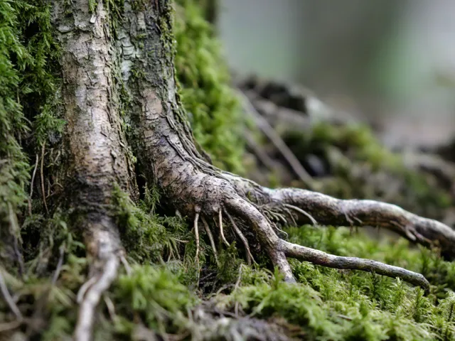 Close-up of exposed tree roots covered with moss in blurred background