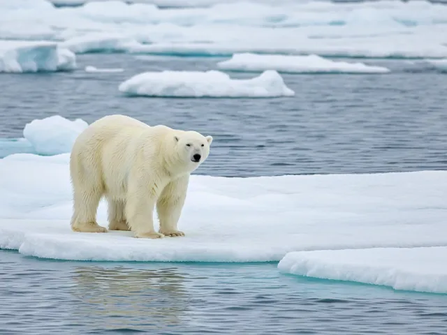 Polar bear walking on ice floe surrounded by cold Arctic waters