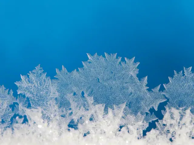 Close-up of pine tree branches covered with fresh snow crystals