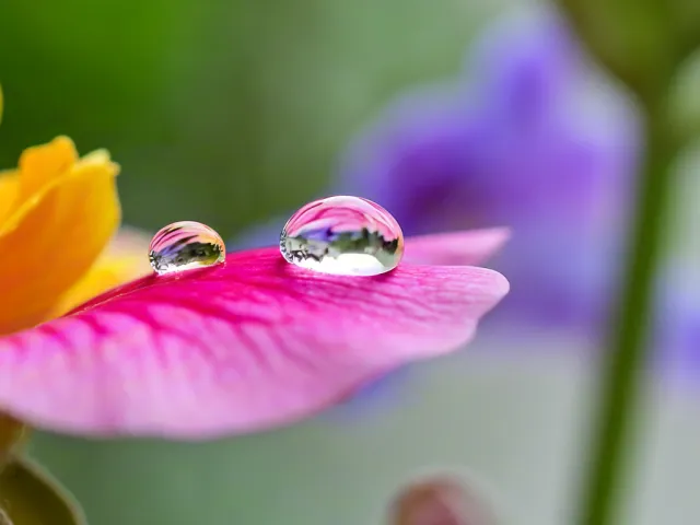 Close-up macro photo of water droplets on a colorful flower petal