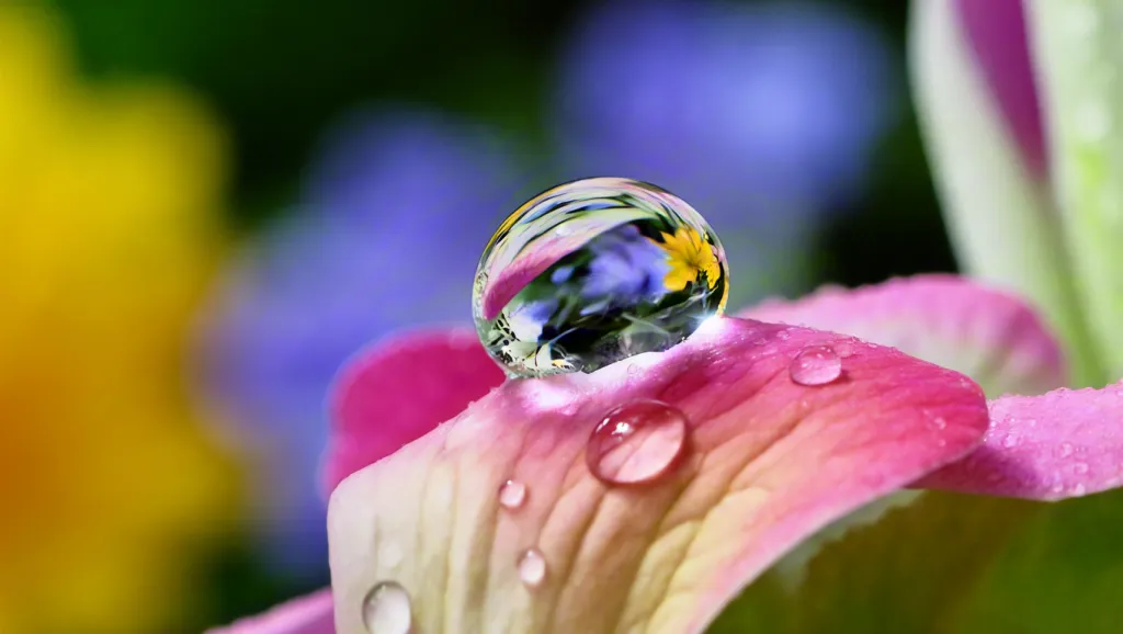 Water Drop on Pink Flower Petal Macro
