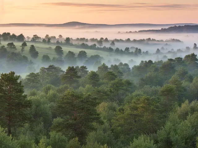 Forest hills covered in mist at sunrise