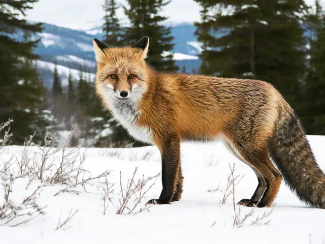 Red fox standing in snowy forest landscape