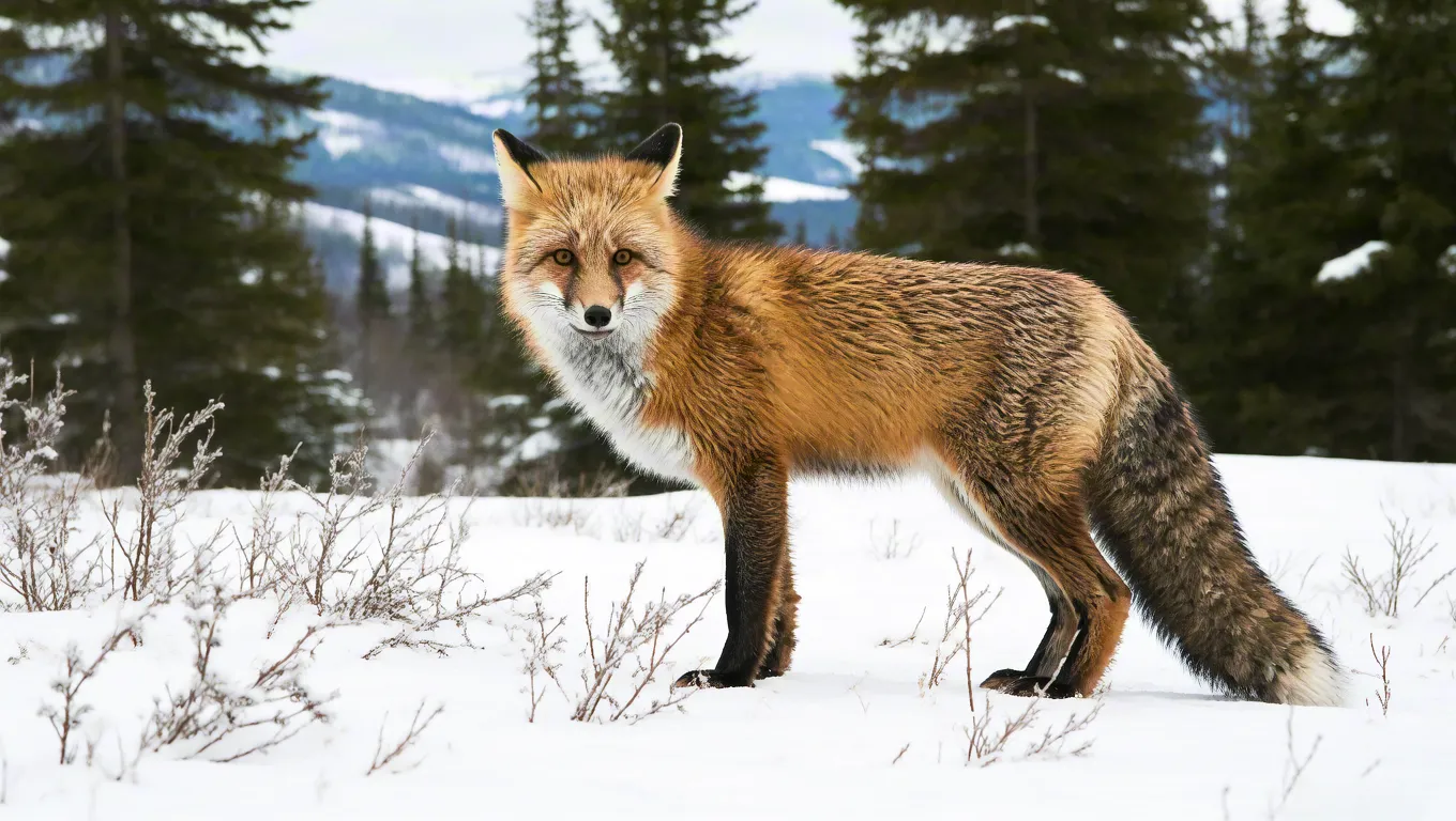 Red fox standing in snowy forest landscape