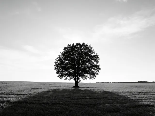 Black and white photo of solitary tree in open field